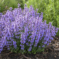 Cat's Pajamas Catmint