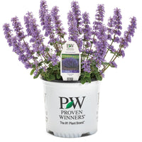 Cat's Pajamas Catmint