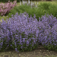 Cat's Pajamas Catmint