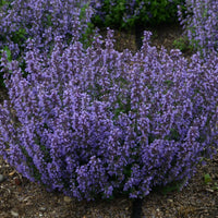 Cat's Pajamas Catmint