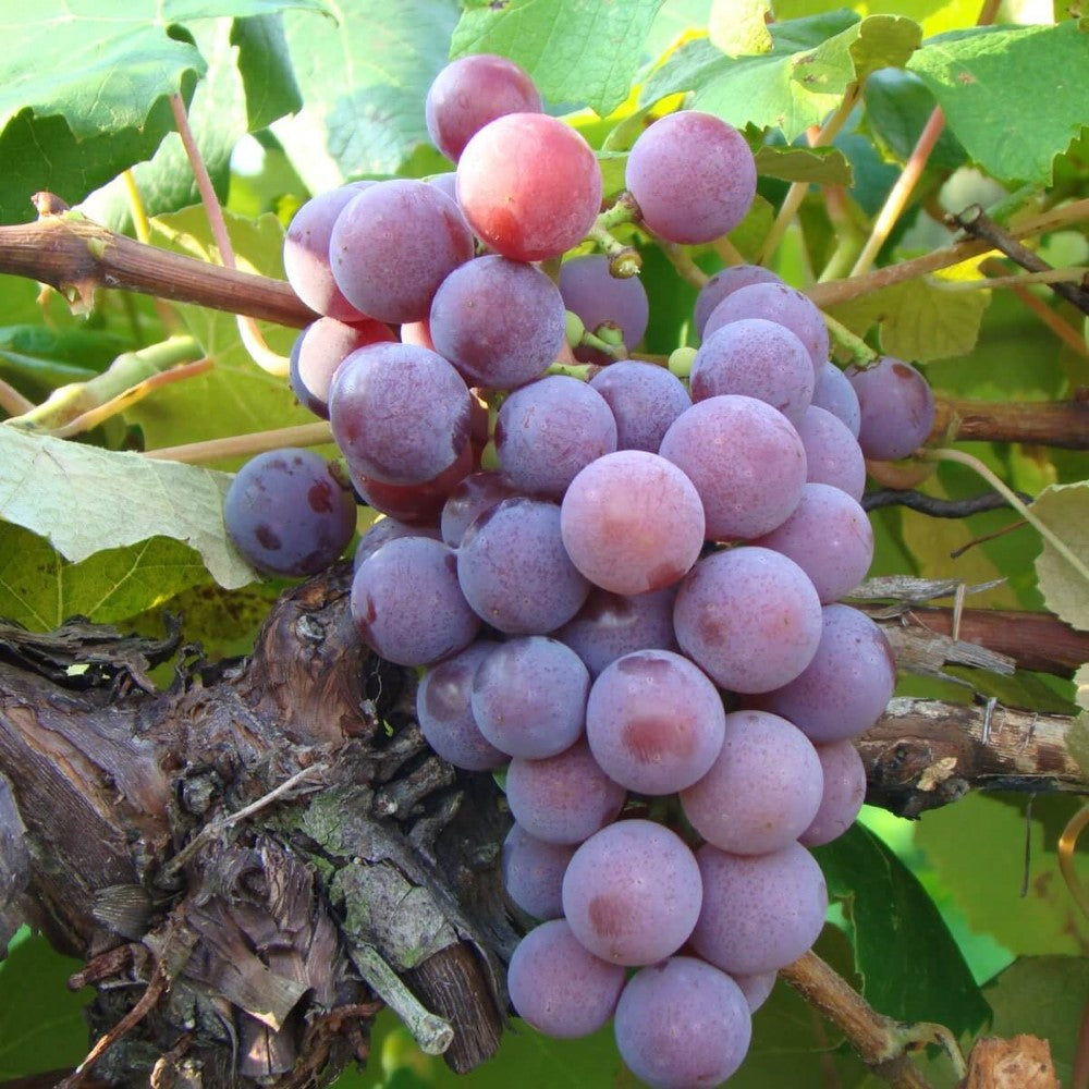 Catawba Grape Vine Shrub