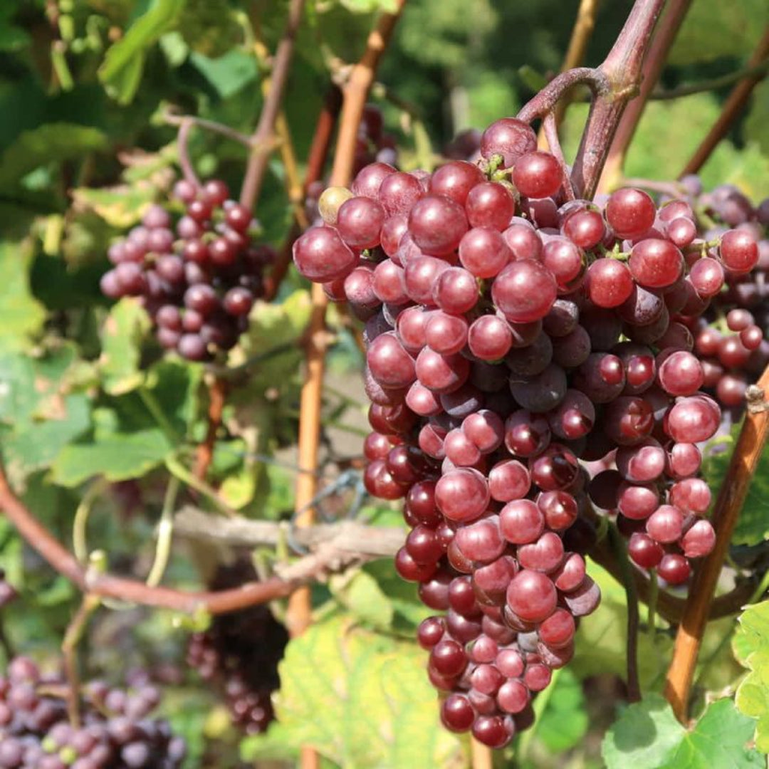 Mature Catawba Grape Vine for Home Garden