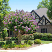 Catawba' Crape Myrtle, Clusters of Deep Purple Flowers