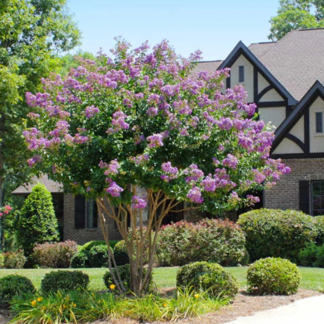 Close-up view of Catawba Crape Myrtle showing rich purple flowers in full bloom