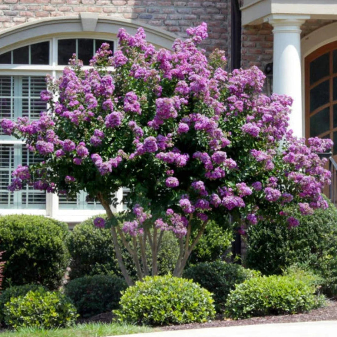 Bright purple blooms of the Catawba Crape Myrtle displayed on healthy branches