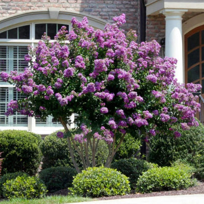 Bright purple blooms of the Catawba Crape Myrtle displayed on healthy branches