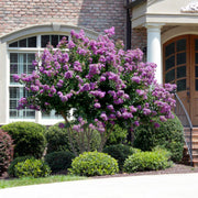 Catawba' Crape Myrtle, Clusters of Deep Purple Flowers