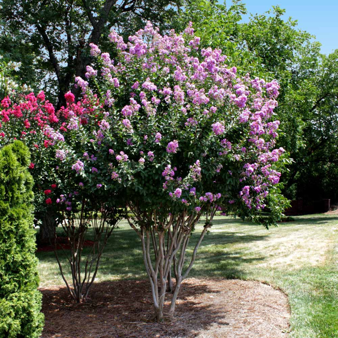 Catawba' Crape Myrtle, Clusters of Deep Purple Flowers