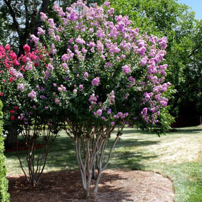 Catawba Crape Myrtle tree with deep purple flower clusters and lush green foliage