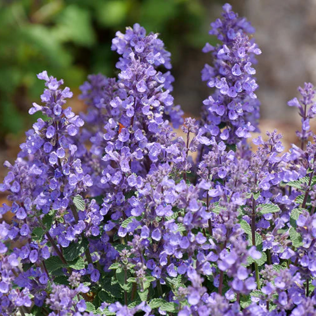 Nepeta faasserii &
