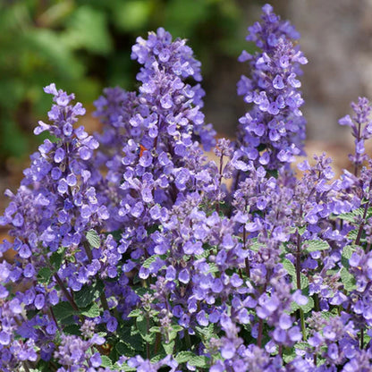 Nepeta faasserii &