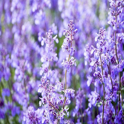 Nepeta racemosa &
