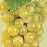 White grape variety vine plant