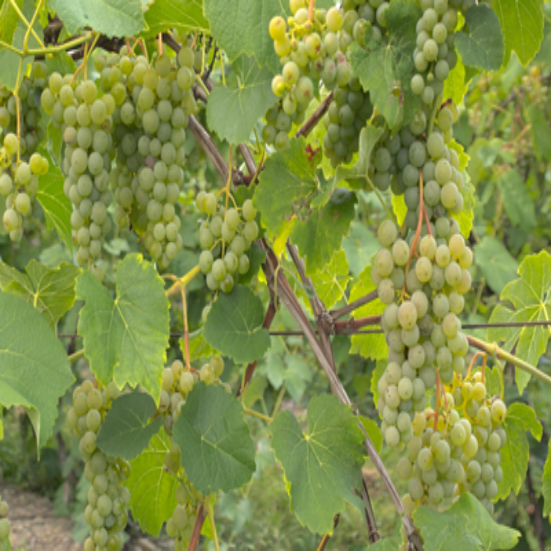Cayuga White Grape