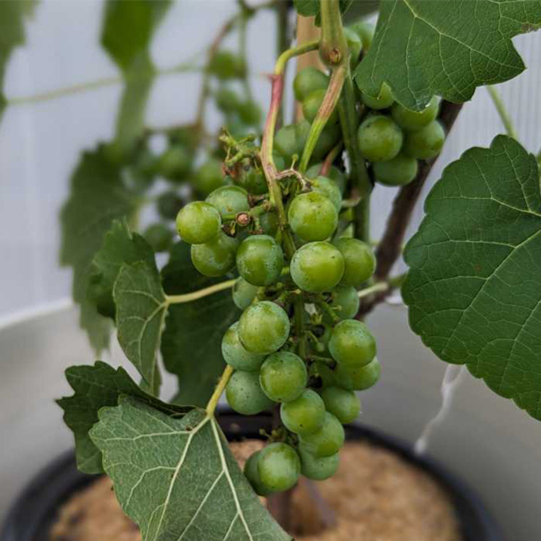 Cayuga White Grape