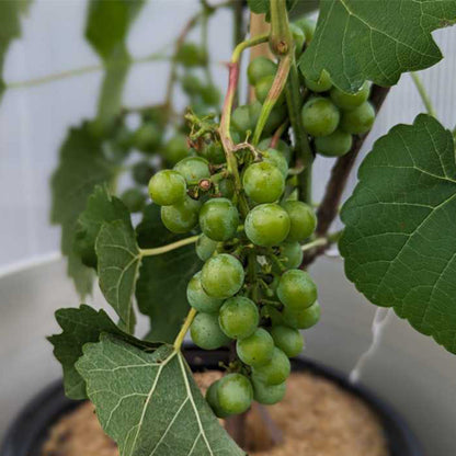 Cayuga White Grape