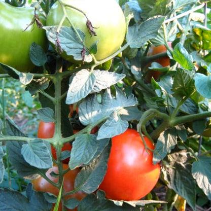 Tomato Plant &
