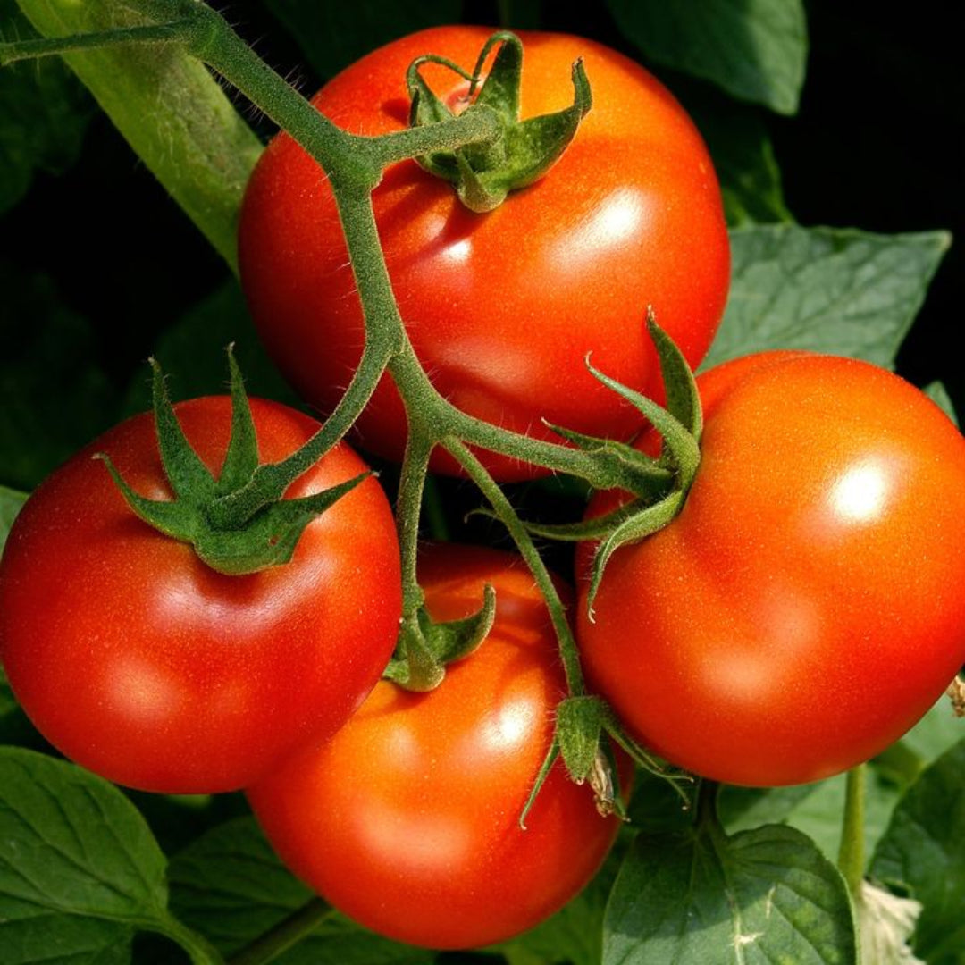 Tomato Plant &