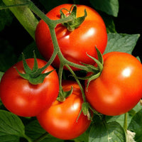 Tomato Plant 'Celebrity'