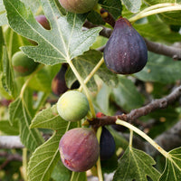 Celeste Fig Tree growing in bright sunlight outdoors