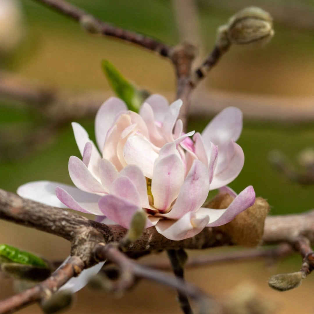Magnolia Centennial Blush star-shaped blossoms in full bloom
