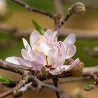 Magnolia Centennial Blush star-shaped blossoms in full bloom