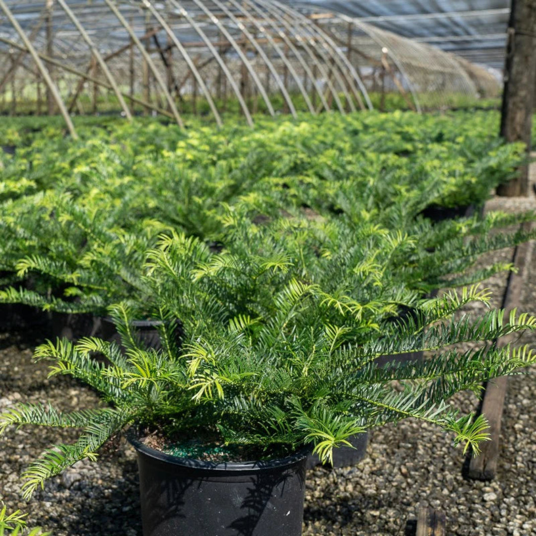 Plum Yew Prostrata Dwarf Conifer Evergreen