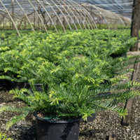 Prostrata plum yew low growing evergreen conifer