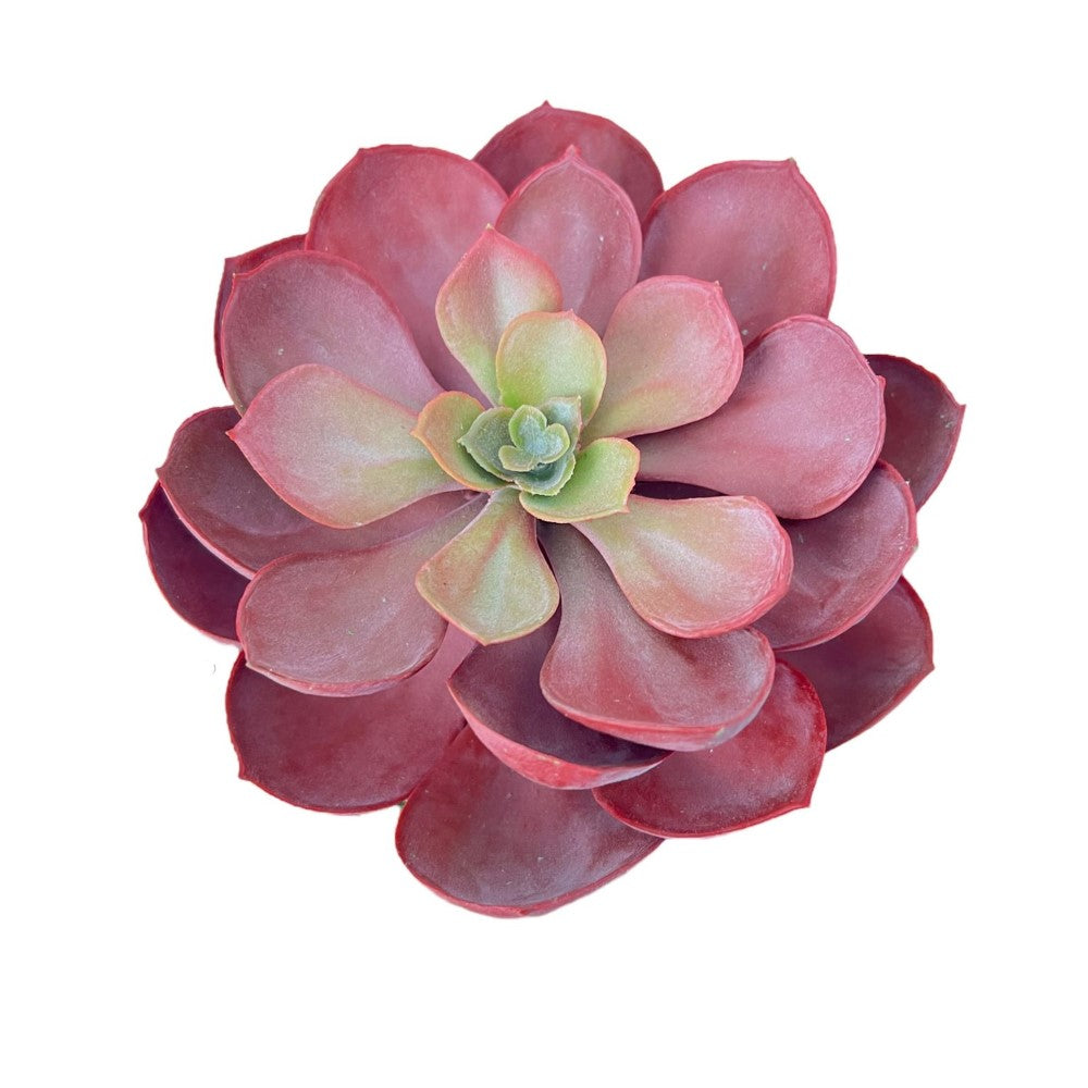 Gorgeous Echeveria in Color of Your Choice - Artificial