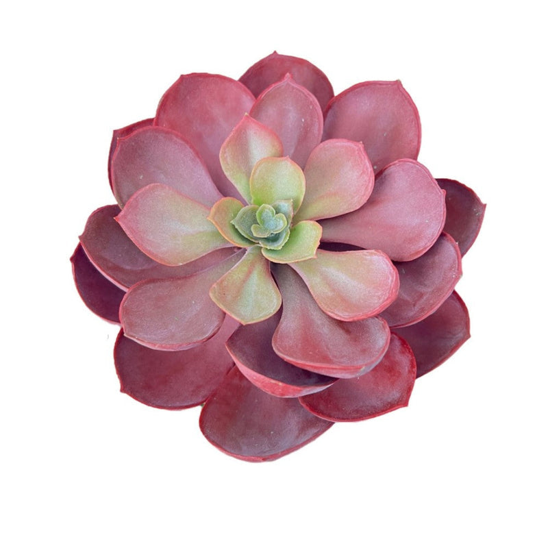Gorgeous Echeveria in Ceramic Pot - Artificial