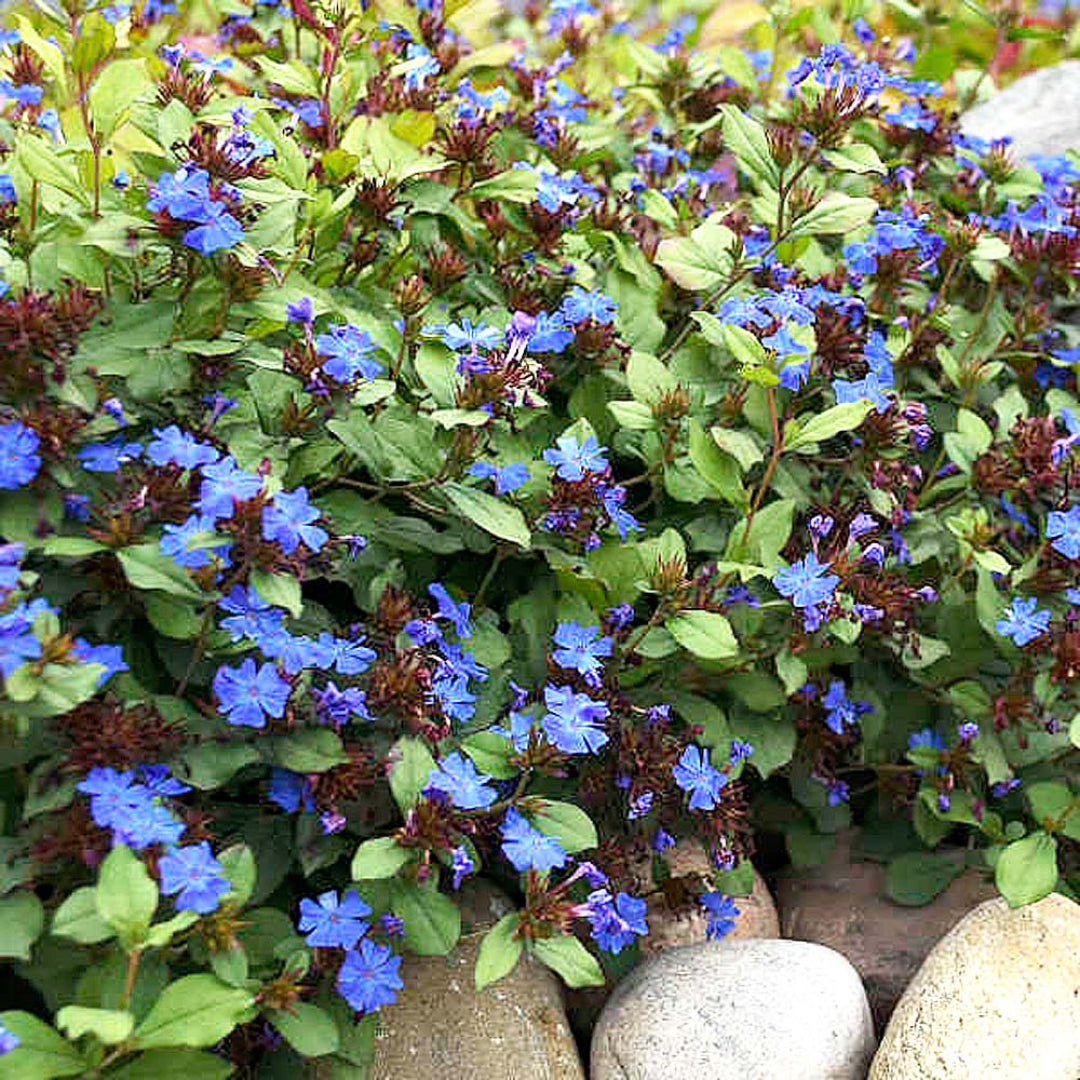 Hardy Plumbago groundcover with vibrant blooms
