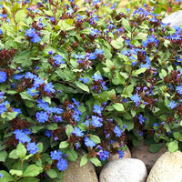 Hardy Plumbago groundcover with vibrant blooms