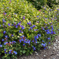 Ceratostigma plumbaginoides perennial with blue flowers