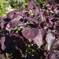 Forest Tree Redbud Pansy