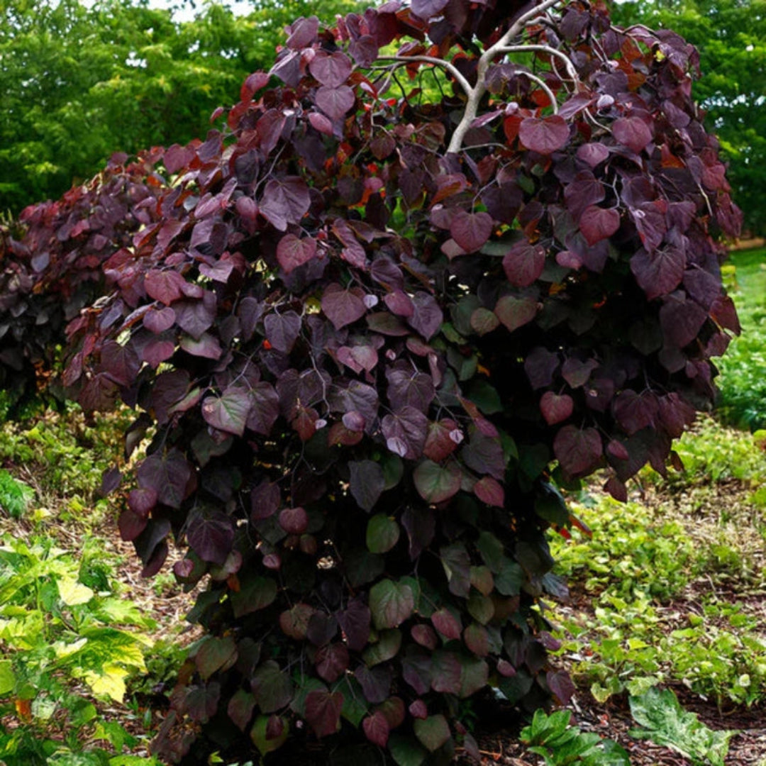 Close-up of Ruby Falls Weeping Redbud tree with arching branches and rich reddish-purple leaves