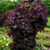 Close-up of Ruby Falls Weeping Redbud tree with arching branches and rich reddish-purple leaves