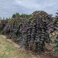 Ruby Falls Weeping Redbud displaying its graceful weeping form and distinctive spring foliage