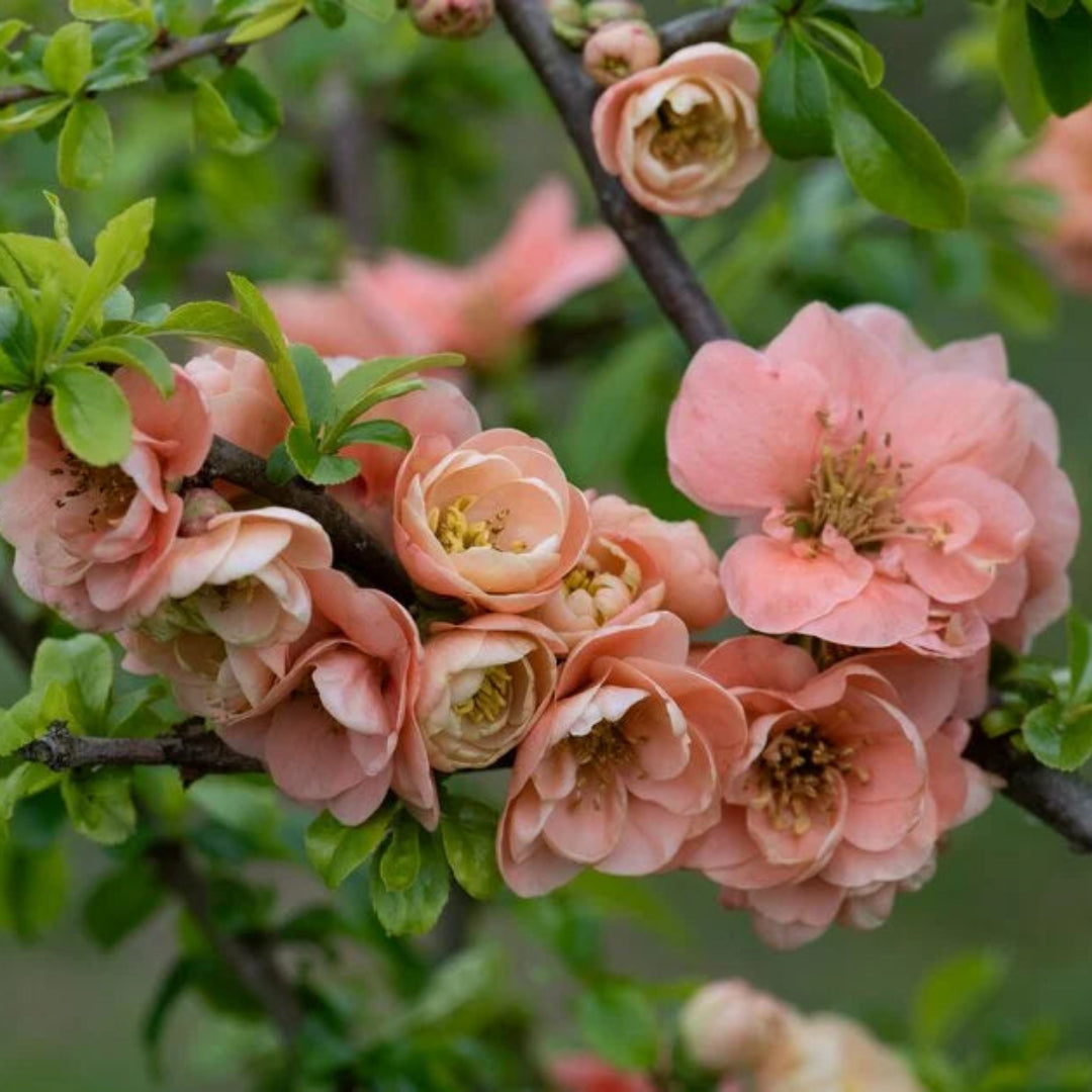 Cameo Flowering Quince