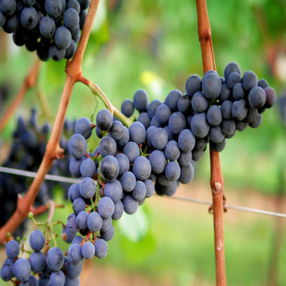 Chambourcin Blue/Black Grape
