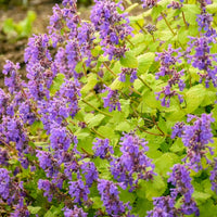 Nepeta 'Chartreuse on the Loose' - [EG]
