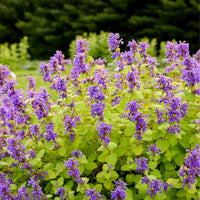 Nepeta 'Chartreuse on the Loose' - [EG]
