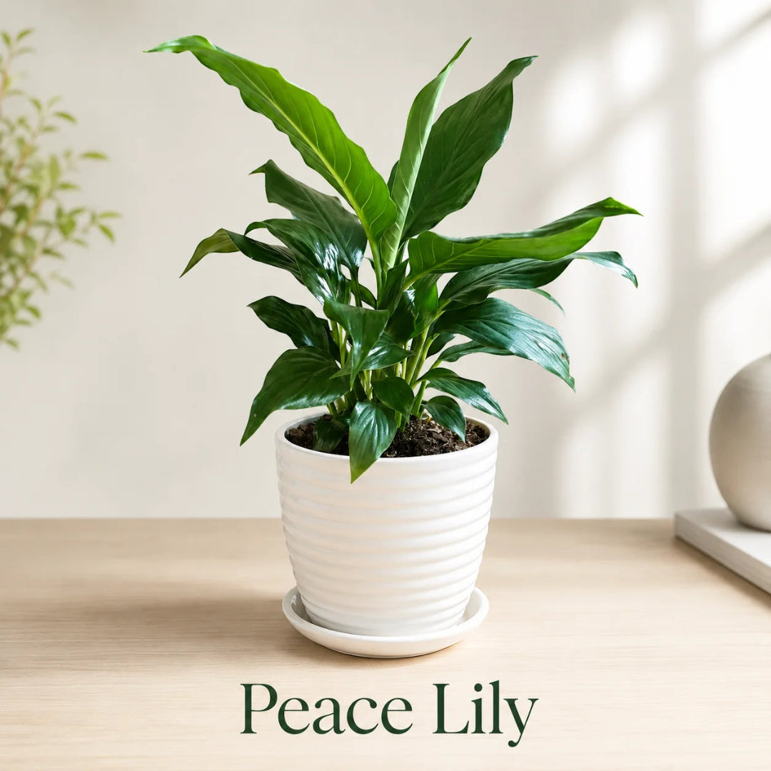 Peace Lily Plant - Live Indoor Plant in Ceramic Pot