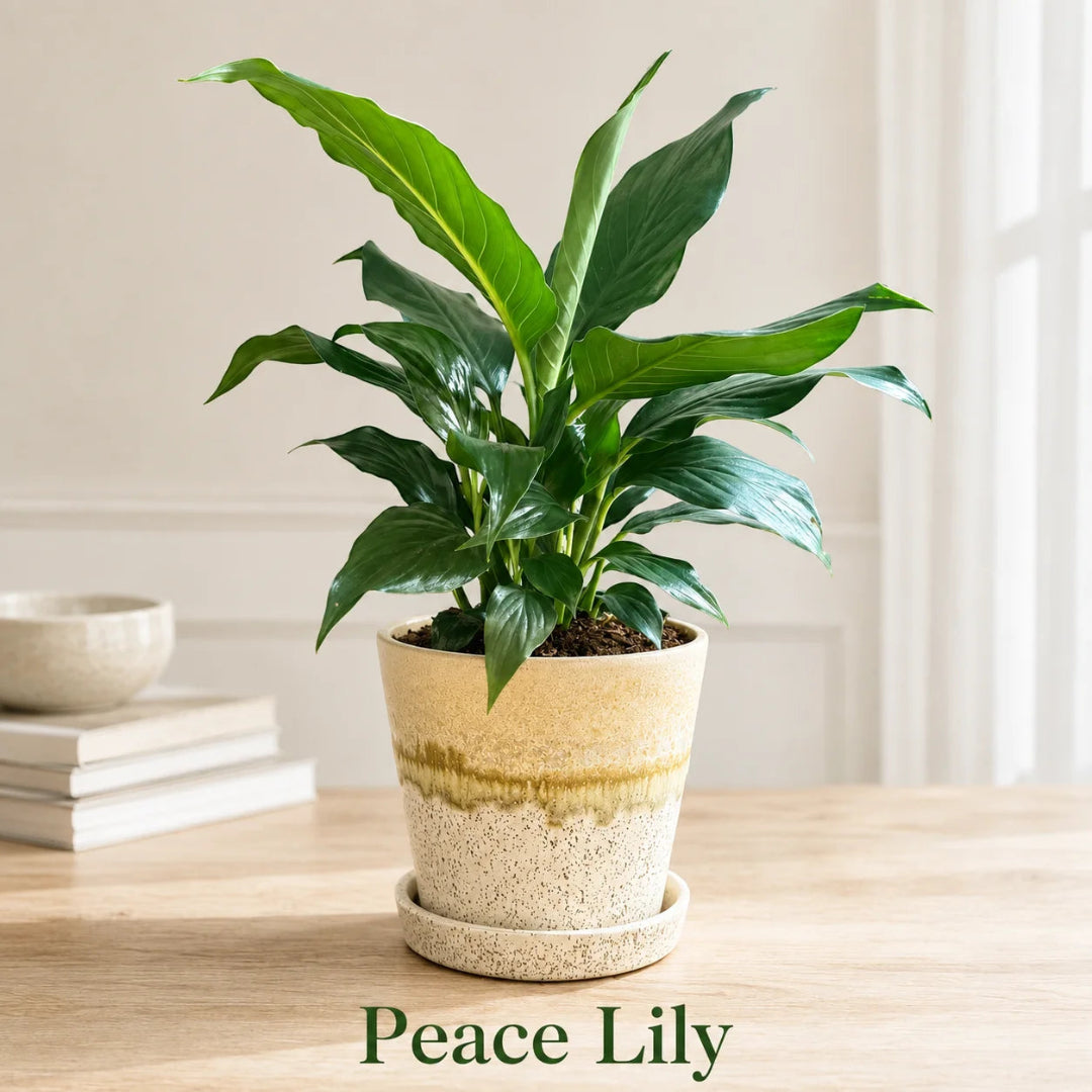 Peace lily plant in ceramic pot with lush green leaves and elegant white flowers