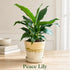 Peace lily plant in ceramic pot with lush green leaves and elegant white flowers