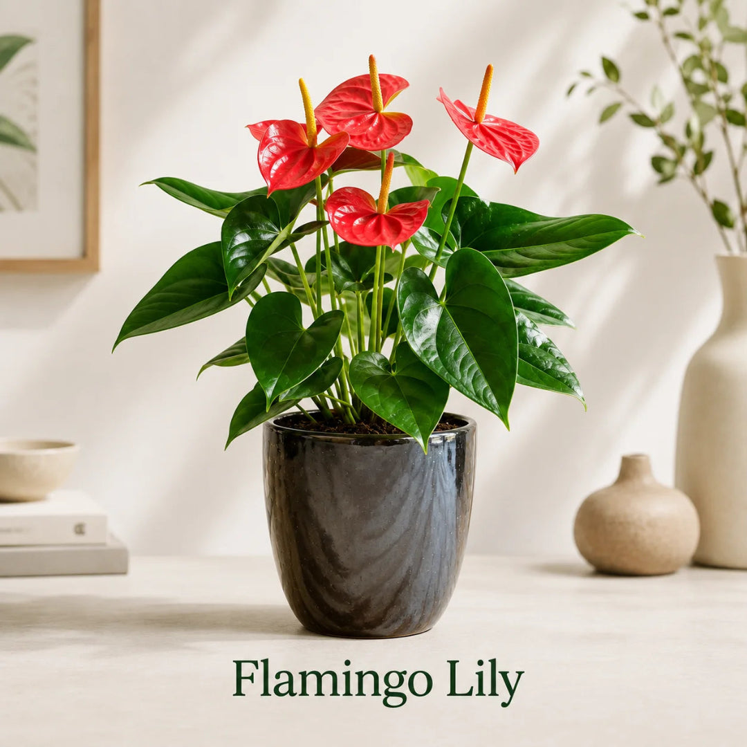 Flamingo Lily Live Plant – Red Anthurium Ceramic Pot