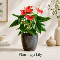 Flamingo Lily Live Plant – Red Anthurium Ceramic Pot
