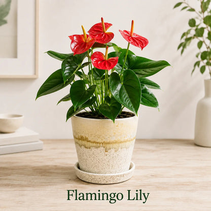 Flamingo Lily Live Plant – Red Anthurium Ceramic Pot