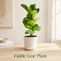 Fiddle Leaf Fig Tree in Special Planter (Indoor Plant)