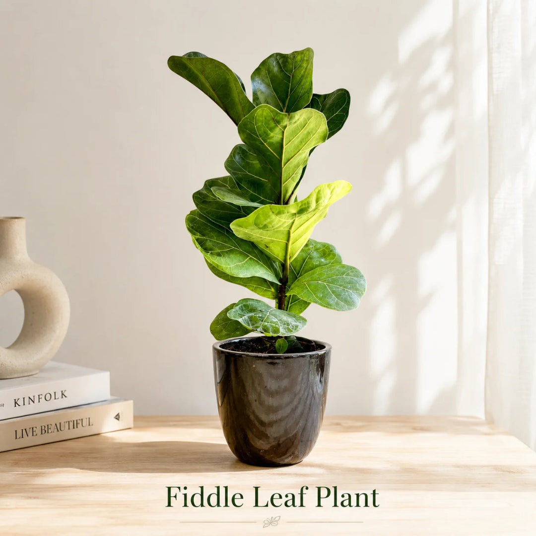 Fiddle Leaf Fig Tree in Special Planter (Indoor Plant)
