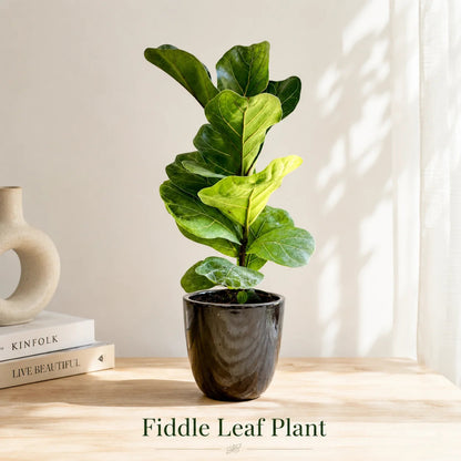 Fiddle Leaf Fig Tree in Special Planter (Indoor Plant)